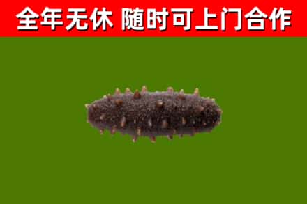 麒麟区回收海参干